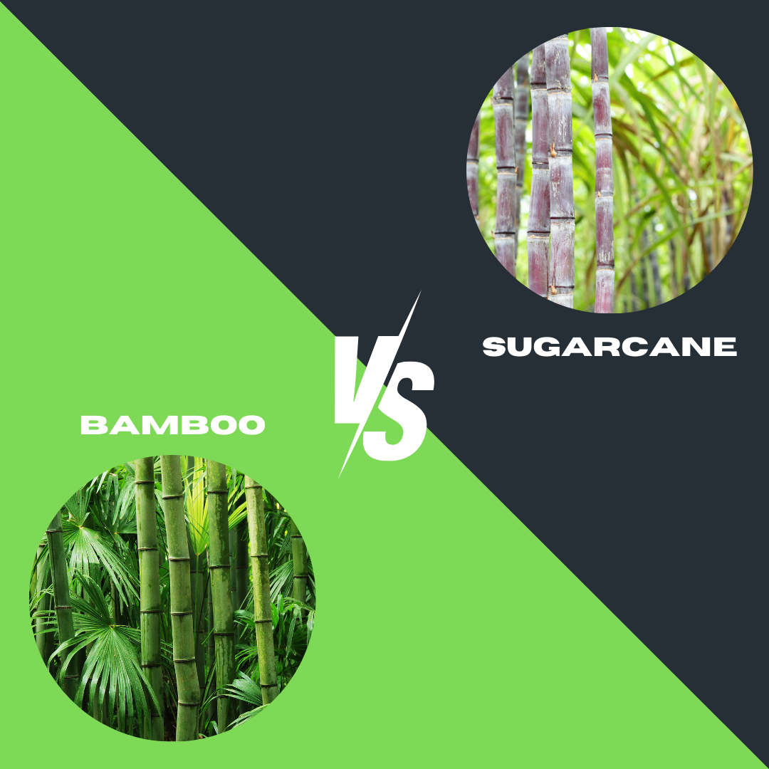 Bamboo vs sugarcane plants for tableware material