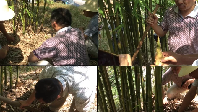 Self bamboo grove and bamboo material supply for Panabam sustainable food packaging production